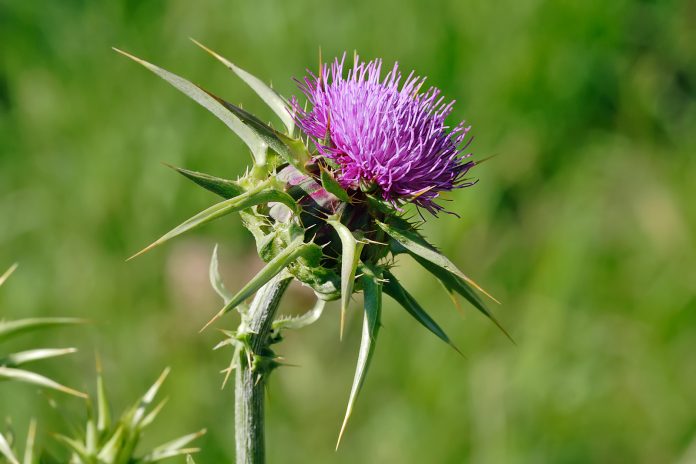 Milk_thistle_flowerhead