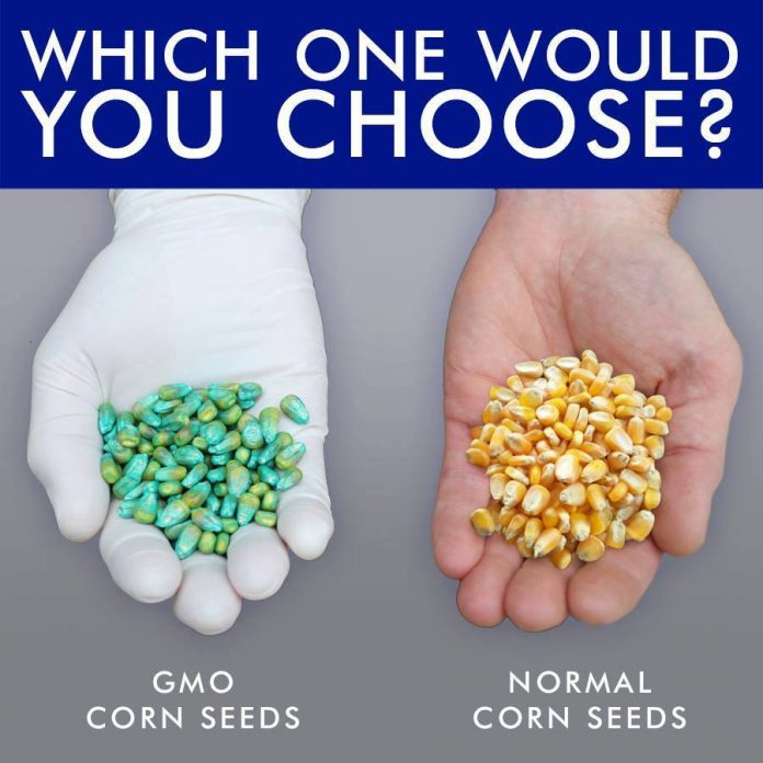 Blue-Corn-Seeds