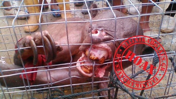 hairless-sunbear