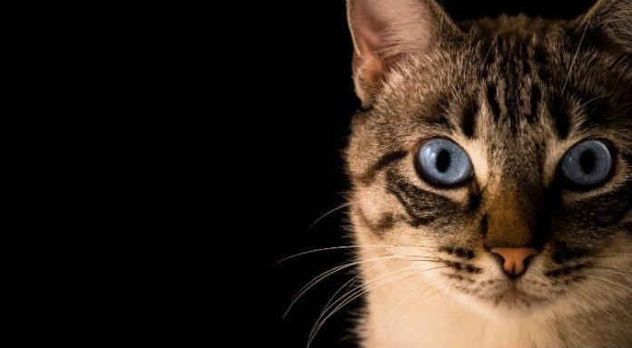 cat-parasite_1024