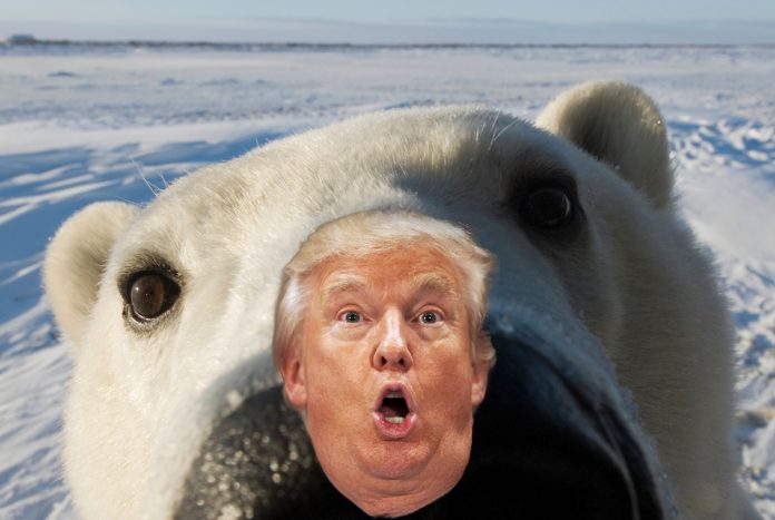 Polar Bear (Ursus maritimus) close-up. Hudson Bay, Churchill, Manitoba, Canada