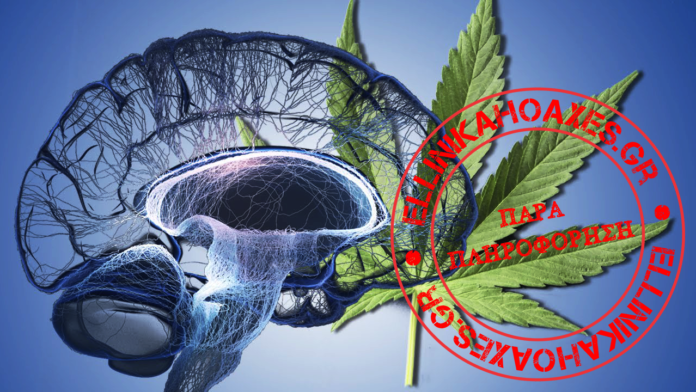 cannabis-article
